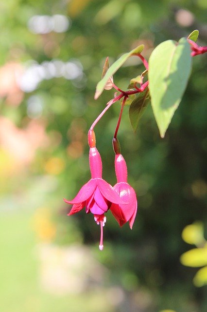 Free download Fuchsia Red Flowers -  free photo or picture to be edited with GIMP online image editor