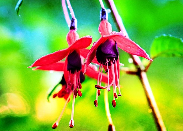 Unduh gratis Fuchsia Shrub Garden - foto atau gambar gratis untuk diedit dengan editor gambar online GIMP