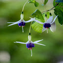 Fuchsia wallpaper  screen for extension Chrome web store in OffiDocs Chromium