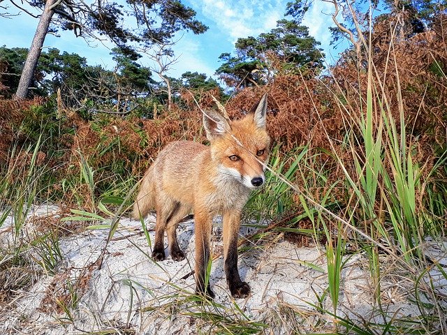 Descărcare gratuită Fuchs Red Fox Forest - fotografie sau imagini gratuite pentru a fi editate cu editorul de imagini online GIMP