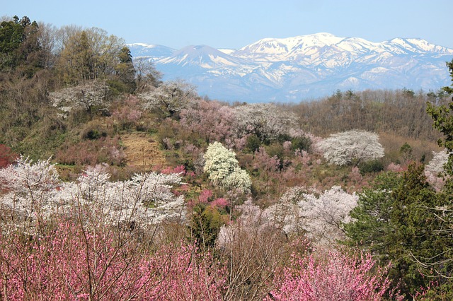 Free download fukushima hanamiyama cherry blossoms free picture to be edited with GIMP free online image editor
