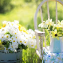 Full basket of white chrysanthemums  screen for extension Chrome web store in OffiDocs Chromium