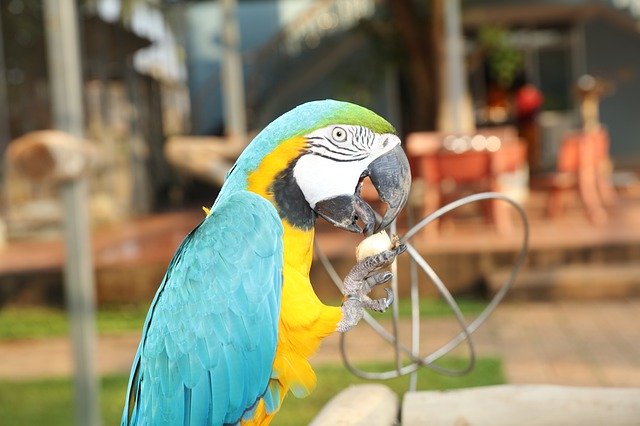 Ücretsiz indir Tam Renkli Parrots Parrot Renkli - GIMP çevrimiçi resim düzenleyici ile düzenlenecek ücretsiz fotoğraf veya resim