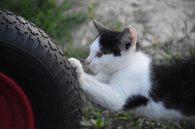 Descarga gratuita Fun Cat Animals: foto o imagen gratuita para editar con el editor de imágenes en línea GIMP