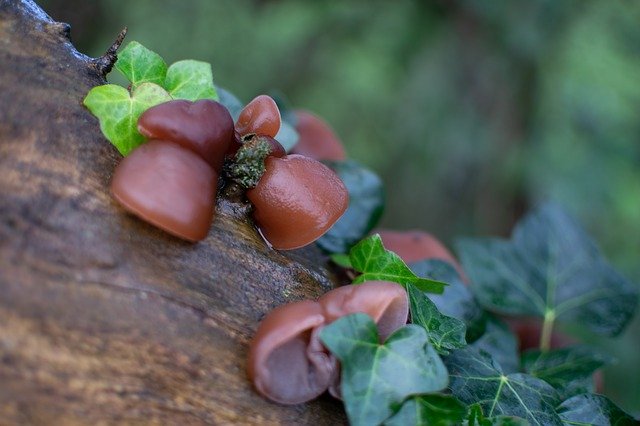 Download gratuito di Fungi Auricularia Auricula-Judae - foto o immagine gratuita da modificare con l'editor di immagini online GIMP