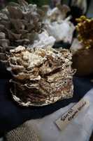 Free download fungi.fair free photo or picture to be edited with GIMP online image editor