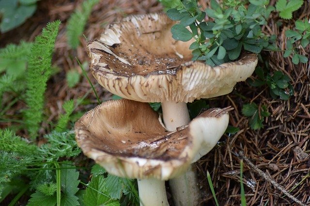 Free download Fungi Forest Nature -  free photo or picture to be edited with GIMP online image editor