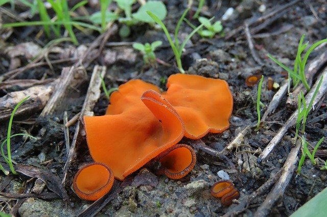 Unduh gratis Fungi Ground Mushroom - foto atau gambar gratis untuk diedit dengan editor gambar online GIMP