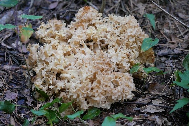 Free download Fungi Mushroom Fat Hen Cauliflower -  free photo or picture to be edited with GIMP online image editor