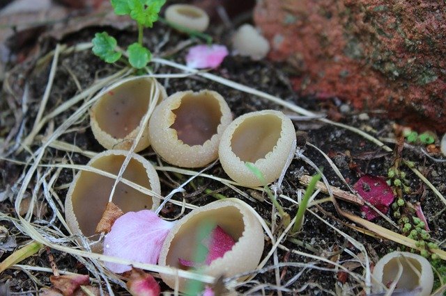 免费下载 Fungi Mushroom Fungus 免费照片模板，可使用 GIMP 在线图像编辑器进行编辑