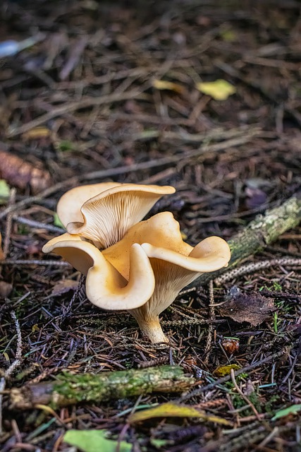 Free download fungi mushroom tawny funnel forest free picture to be edited with GIMP free online image editor