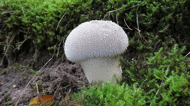 Free download Fungi Nature Mushroom -  free photo or picture to be edited with GIMP online image editor