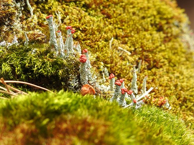 Ücretsiz indir Fungi Stone Nature - GIMP çevrimiçi resim düzenleyiciyle düzenlenecek ücretsiz fotoğraf veya resim