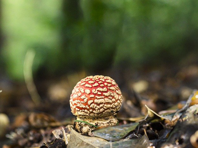 Free download Fungus Amanita Muscaria -  free free photo or picture to be edited with GIMP online image editor