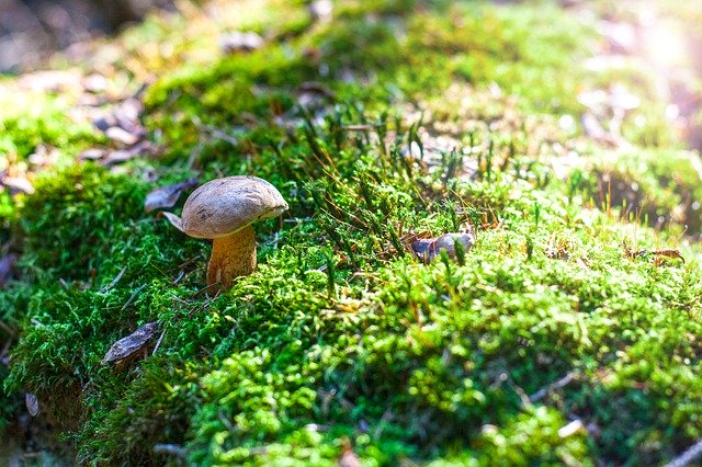 Download grátis Fungus Boletus Mushrooms - foto grátis ou imagem para ser editada com o editor de imagens online GIMP