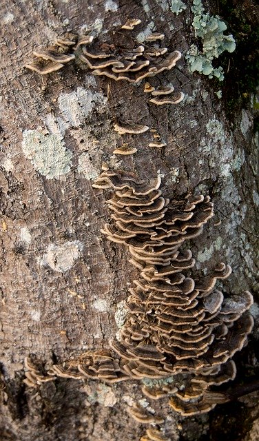 Free download Fungus Brown Bracket -  free photo or picture to be edited with GIMP online image editor