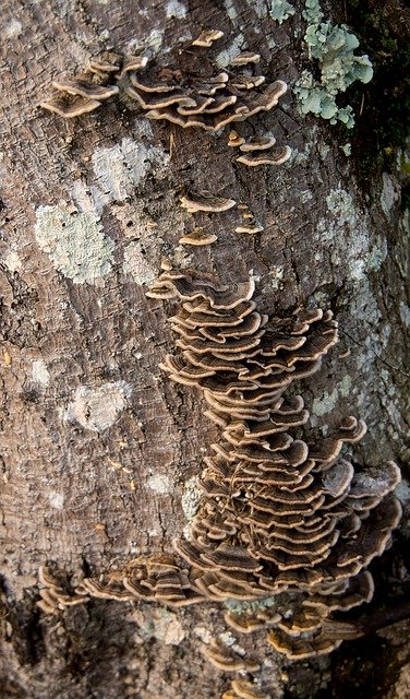 Bezpłatne pobieranie Fungus Brown Bracket - darmowe zdjęcie lub obraz do edycji za pomocą internetowego edytora obrazów GIMP