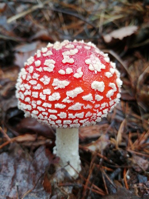 Free download Fungus Fall Nature -  free photo or picture to be edited with GIMP online image editor