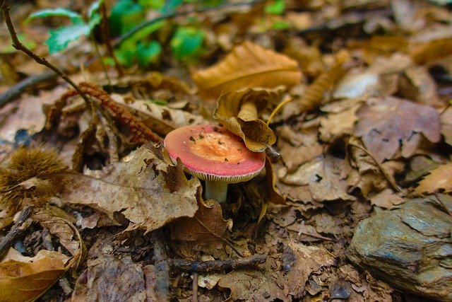 Free download Fungus Fall Russula -  free photo or picture to be edited with GIMP online image editor
