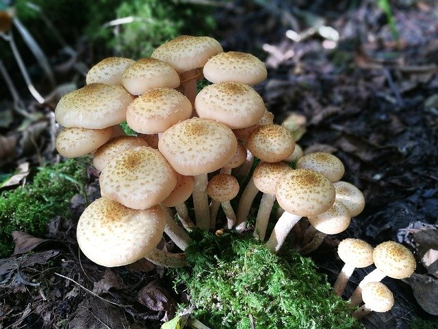 Free download Fungus Family Autumn -  free photo or picture to be edited with GIMP online image editor