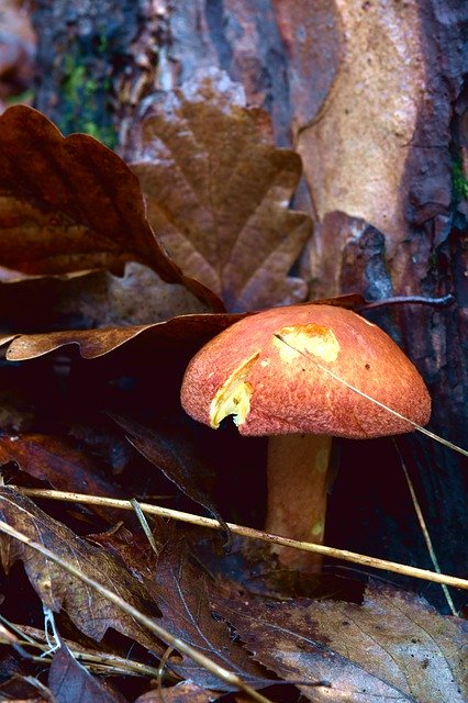 הורדה חינם Fungus Forest Autumn - תמונה או תמונה בחינם לעריכה עם עורך התמונות המקוון GIMP