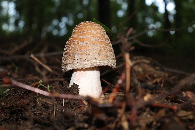 Descărcare gratuită Fungus Forest Nature - fotografie sau imagini gratuite pentru a fi editate cu editorul de imagini online GIMP
