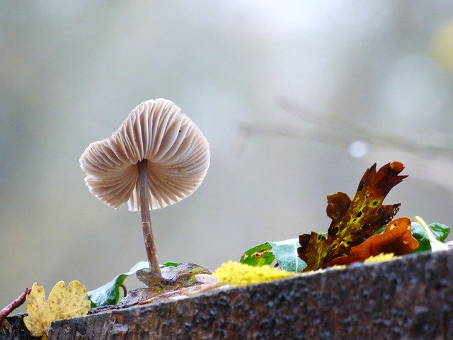 Muat turun percuma Fungus Forest Strain - foto atau gambar percuma percuma untuk diedit dengan editor imej dalam talian GIMP