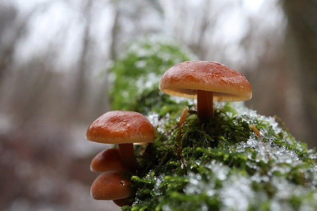 Free download fungus fungi mushroom free picture to be edited with GIMP free online image editor