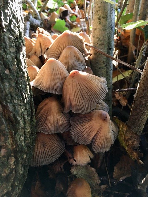 Téléchargement gratuit Fungus Fungi Mushrooms - photo ou image gratuite à éditer avec l'éditeur d'images en ligne GIMP
