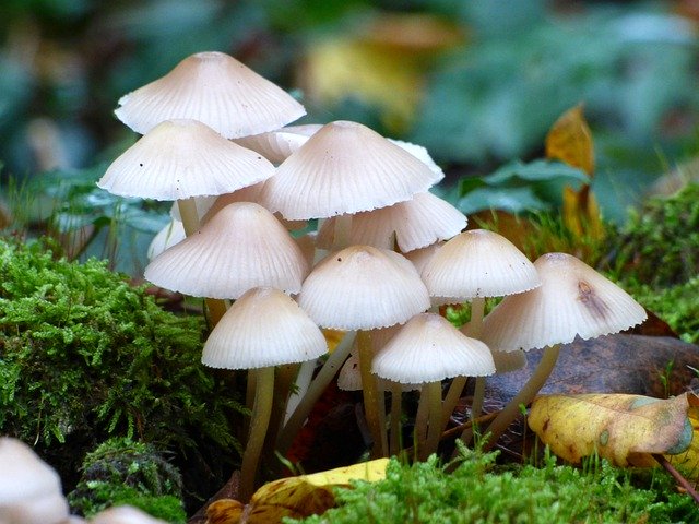 Free download Fungus Hat Nature -  free photo or picture to be edited with GIMP online image editor