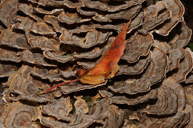 Unduh gratis Fungus Leaf Nature - foto atau gambar gratis untuk diedit dengan editor gambar online GIMP