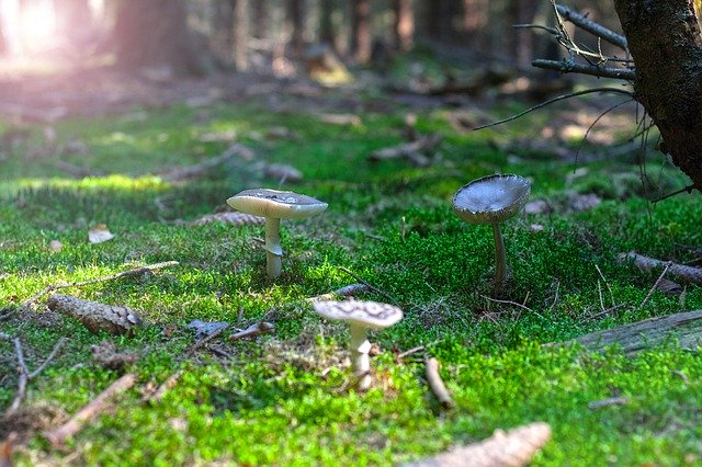 무료 다운로드 Fungus Mushrooms Moss - 무료 사진 또는 김프 온라인 이미지 편집기로 편집할 수 있는 사진