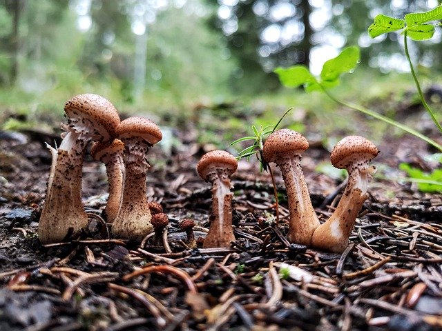 Muat turun percuma Fungus Mushrooms Nature - foto atau gambar percuma untuk diedit dengan editor imej dalam talian GIMP