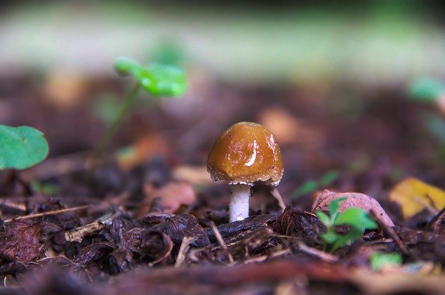 Free download Fungus Nature Earth -  free photo or picture to be edited with GIMP online image editor