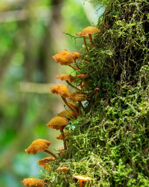 Free download fungus nature fungi mushrooms free picture to be edited with GIMP free online image editor