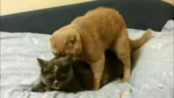 Free download Funny cat screaming while mating thumbnail free photo or picture to be edited with GIMP online image editor