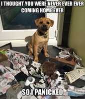 Free download Funny dog picture  free photo or picture to be edited with GIMP online image editor