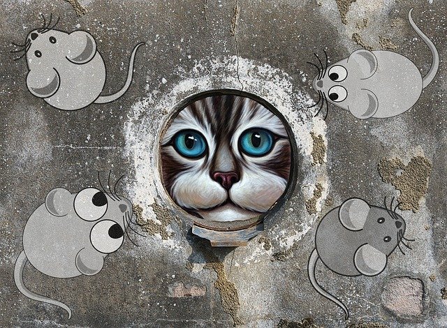 Free download Funny Fun Cat -  free illustration to be edited with GIMP free online image editor