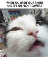 Free download funny free photo or picture to be edited with GIMP online image editor