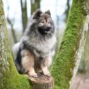 Furry dog ​​climbing tree  screen for extension Chrome web store in OffiDocs Chromium