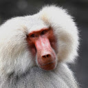 Furry monkey  screen for extension Chrome web store in OffiDocs Chromium