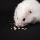 Furry white mouse  screen for extension Chrome web store in OffiDocs Chromium