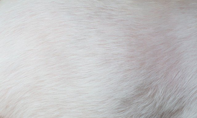 Free download Fur White Pet Dog -  free photo or picture to be edited with GIMP online image editor