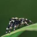 Fuzzy Spider On Leaf  screen for extension Chrome web store in OffiDocs Chromium