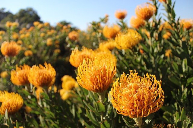 免费下载 Fynbos 南非花卉免费照片模板，可使用 GIMP 在线图像编辑器进行编辑