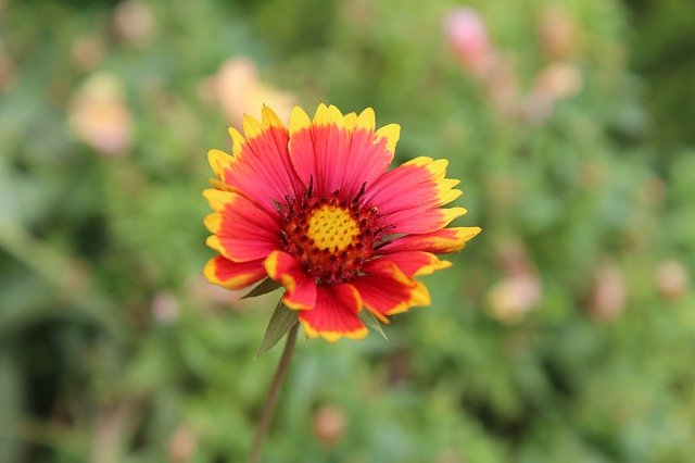 Téléchargement gratuit Jardin Royal Gaillarde - photo ou image gratuite à modifier avec l'éditeur d'images en ligne GIMP