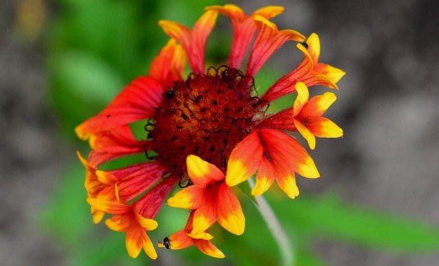 Free download Gaillardia Fanfare Flower Flowers -  free photo or picture to be edited with GIMP online image editor