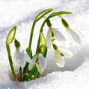 Galanthus nivalis wallpapers  screen for extension Chrome web store in OffiDocs Chromium