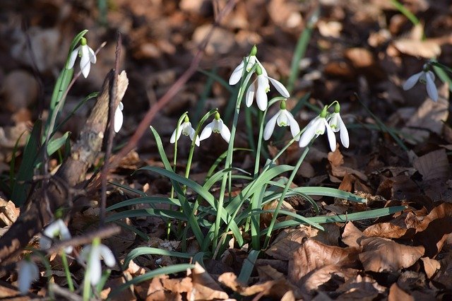 Bezpłatne pobieranie Galanthus Schneeglöckchen - bezpłatne zdjęcie lub obraz do edycji za pomocą internetowego edytora obrazów GIMP