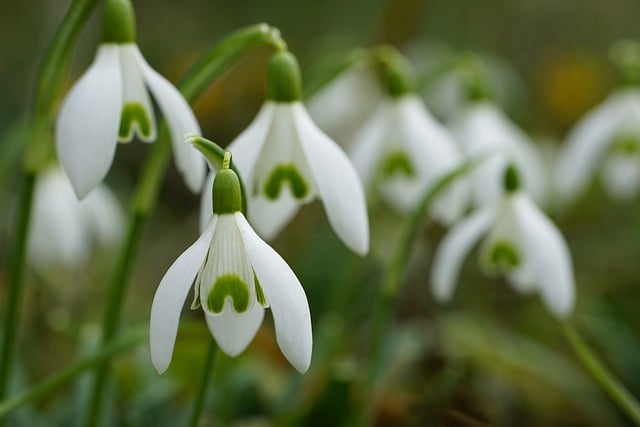 Free download galanthus snowdrop flower nature free picture to be edited with GIMP free online image editor